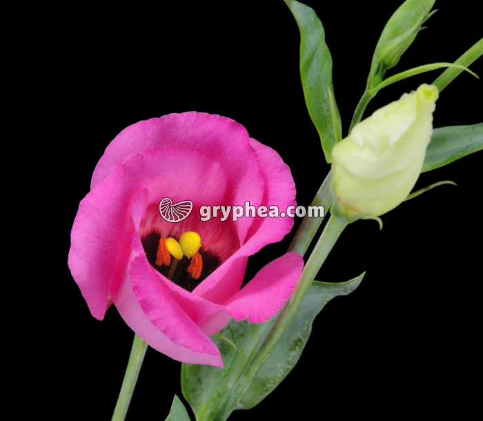 Lisianthus (Eustoma grandiflorum) - Fleur épanouie  - gryphea.org